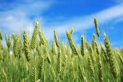 小麦种植前的准备工作,在生长过程中,科学防治病虫害