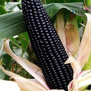 南繁黑科技产品,非转基因水果玉米:黑珍珠8号水果玉米