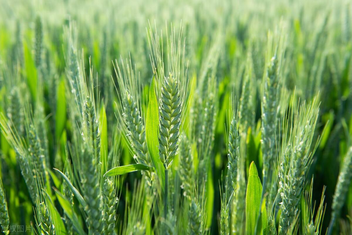 如何正确处理发霉的小麦,不让麦粒出现质量问题?