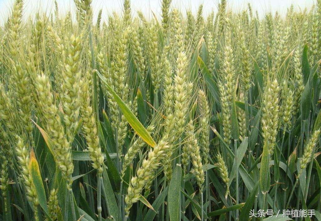 小麦不高产到底是为什么?看,看农资专家怎么说?