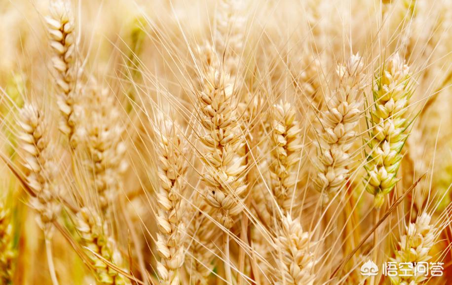 如何看待2018年8月小麦的价格?