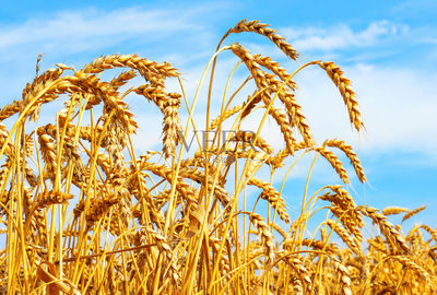 夏天,农作物,地形,熟的,小麦
