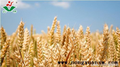 小麦后期倒伏是什么原因