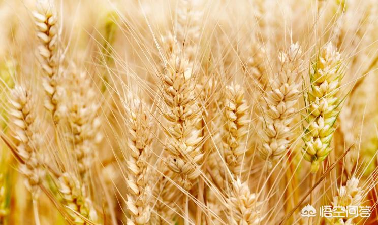 小麦价格上涨,会影响到哪些方面?
