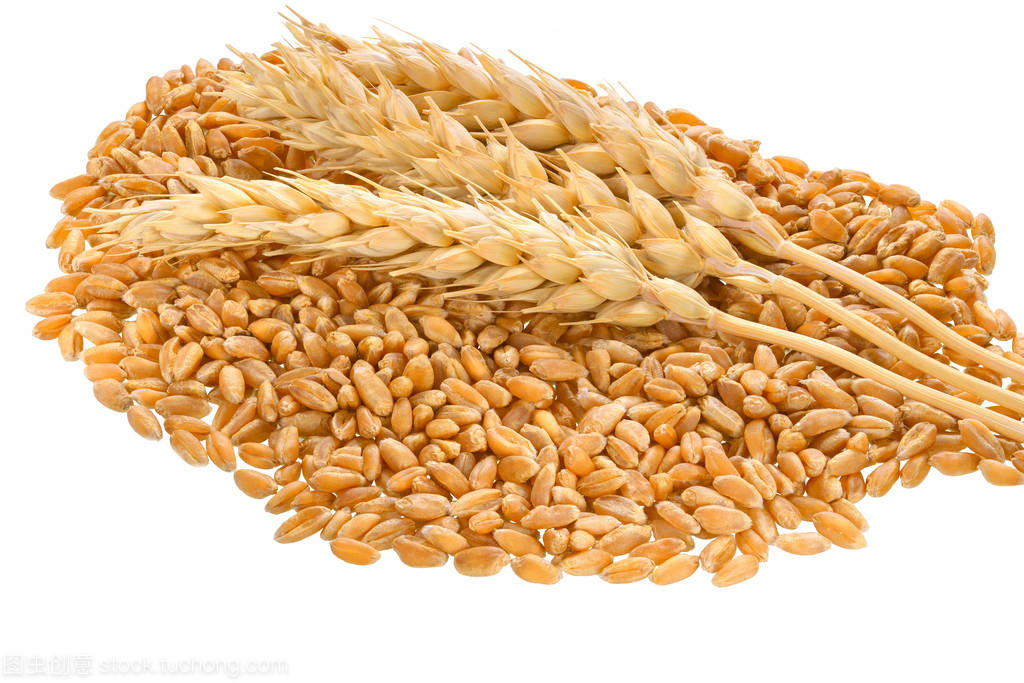 小麦籽粒