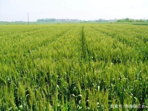 三农:如何种植小麦