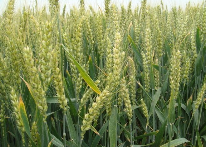 小麦保护价下调:明年小麦高开的可能性增大!