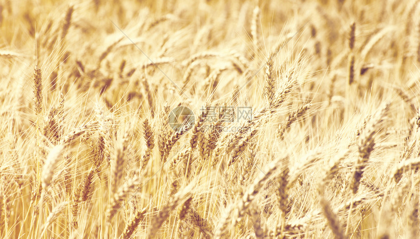 夏季末小麦田地完全成熟