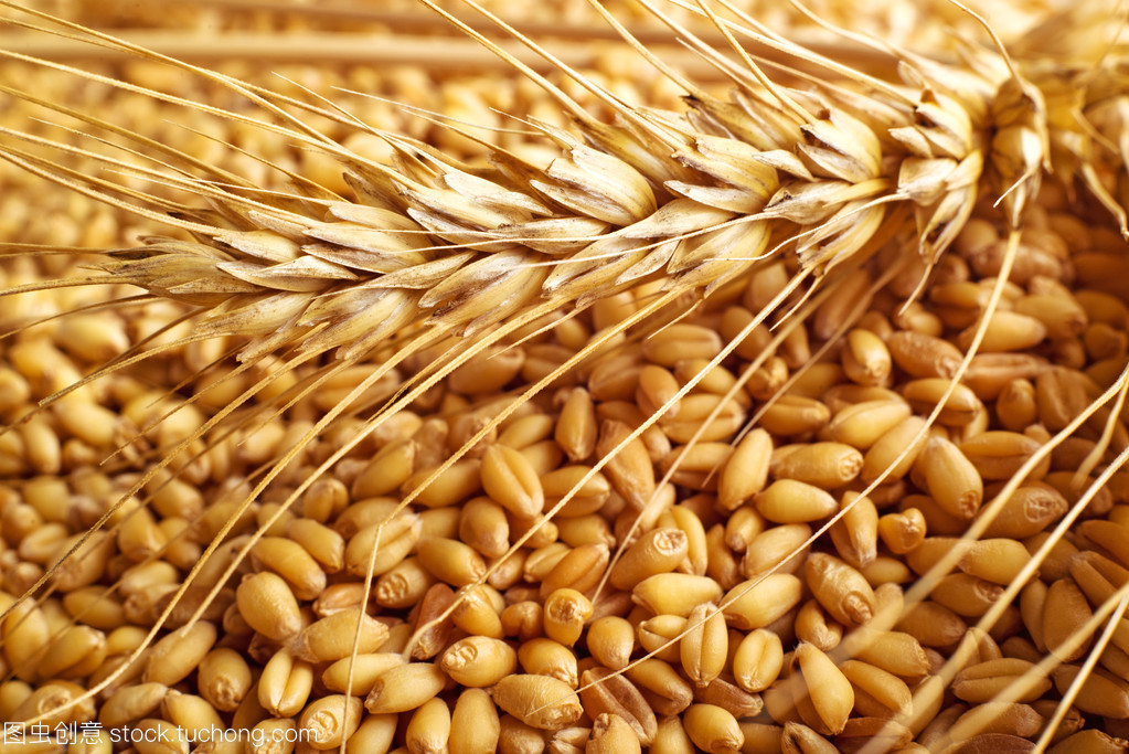 小麦籽粒和耳朵