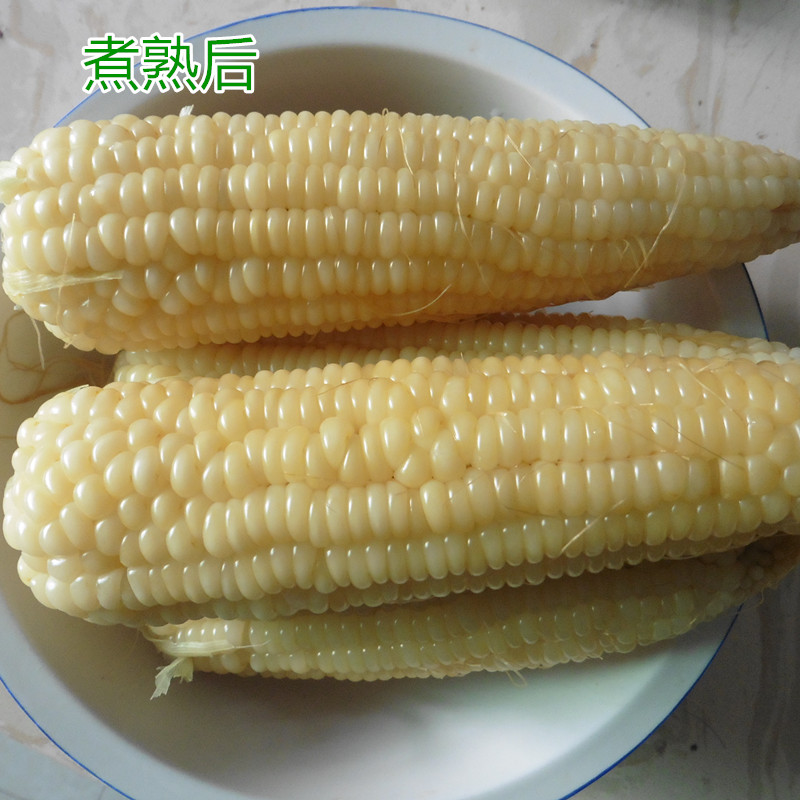 5斤装新鲜玉米棒农家自种糯玉米现摘嫩粘玉米嫩包谷带壳生玉米棒