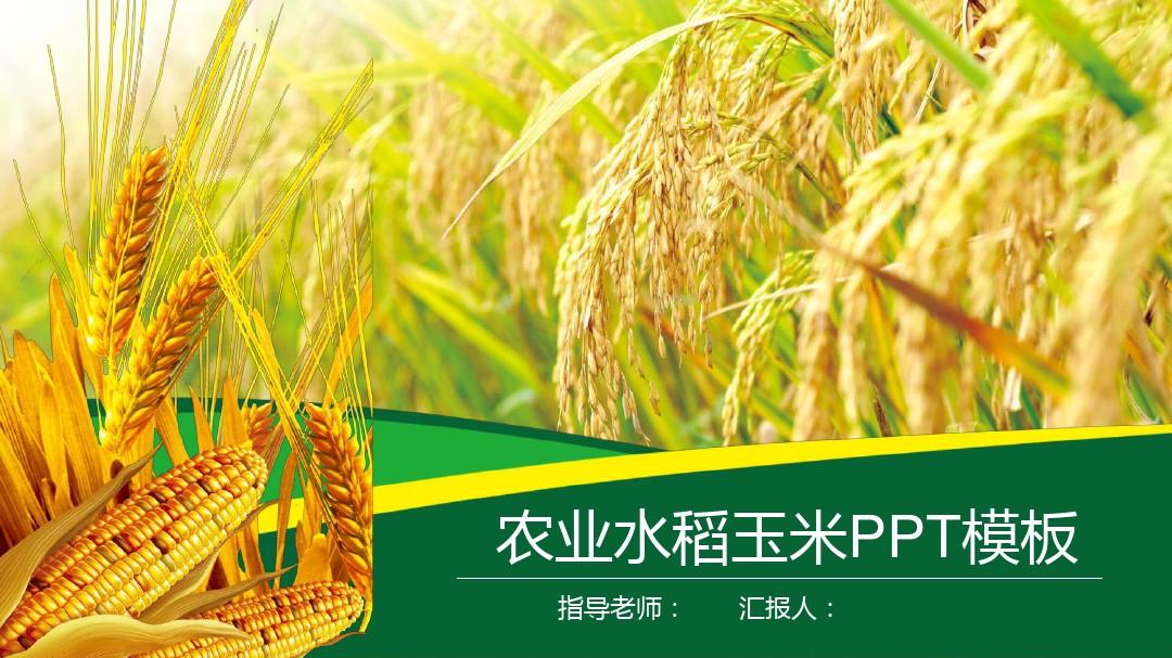 水稻小麦玉米背景的农产品PPT模板[课件整理]